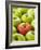 One Red Apple Among Green Apples-Greg Elms-Framed Photographic Print