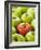 One Red Apple Among Green Apples-Greg Elms-Framed Photographic Print