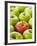 One Red Apple Among Green Apples-Greg Elms-Framed Photographic Print