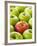 One Red Apple Among Green Apples-Greg Elms-Framed Photographic Print