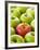 One Red Apple Among Green Apples-Greg Elms-Framed Photographic Print