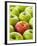 One Red Apple Among Green Apples-Greg Elms-Framed Photographic Print