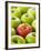 One Red Apple Among Green Apples-Greg Elms-Framed Photographic Print