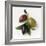 One Red, One Green and One Black Olive-Luzia Ellert-Framed Photographic Print