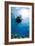 One Scuba Diver Diving in Shallow Water-Mark Doherty-Framed Photographic Print