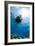 One Scuba Diver Diving in Shallow Water-Mark Doherty-Framed Photographic Print