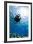 One Scuba Diver Diving in Shallow Water-Mark Doherty-Framed Photographic Print