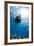 One Scuba Diver Diving in Shallow Water-Mark Doherty-Framed Photographic Print