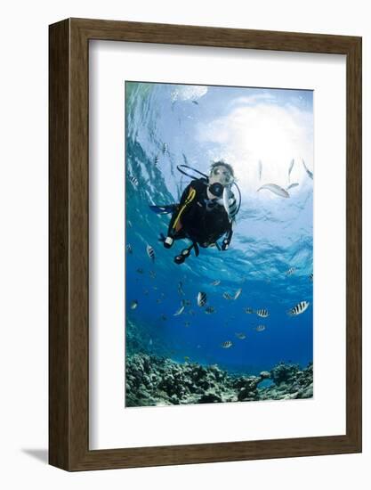 One Scuba Diver Diving in Shallow Water-Mark Doherty-Framed Photographic Print