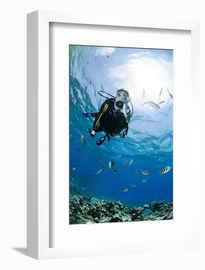 One Scuba Diver Diving in Shallow Water-Mark Doherty-Framed Photographic Print