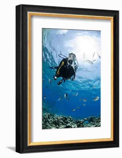 One Scuba Diver Diving in Shallow Water-Mark Doherty-Framed Photographic Print