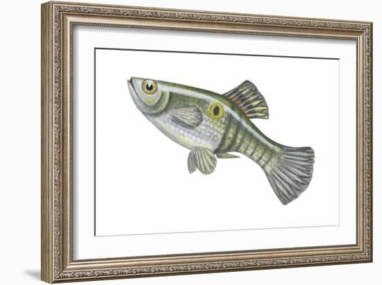 One-Spot Live-Bearer (Poecilia Vivipara), Fishes-Encyclopaedia Britannica-Framed Art Print