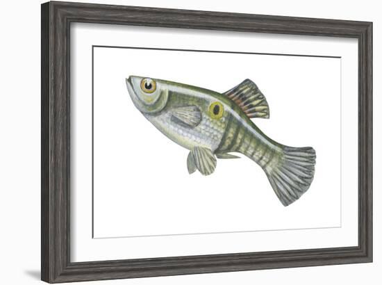 One-Spot Live-Bearer (Poecilia Vivipara), Fishes-Encyclopaedia Britannica-Framed Art Print