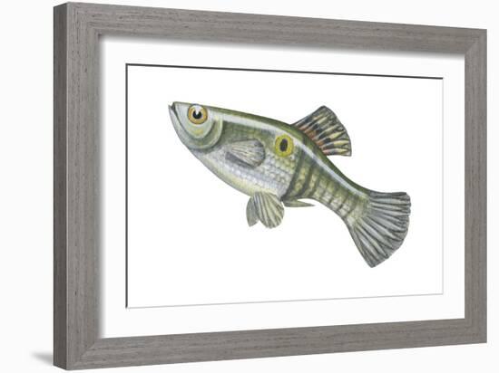 One-Spot Live-Bearer (Poecilia Vivipara), Fishes-Encyclopaedia Britannica-Framed Art Print