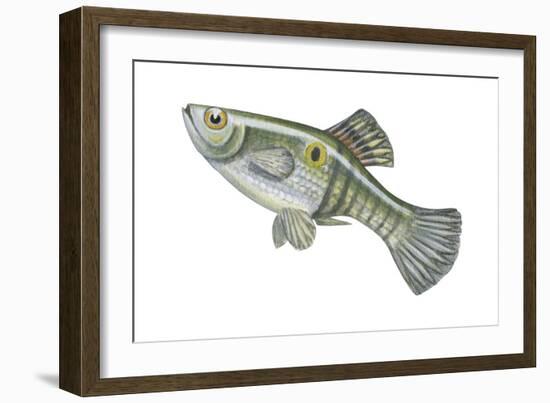 One-Spot Live-Bearer (Poecilia Vivipara), Fishes-Encyclopaedia Britannica-Framed Art Print