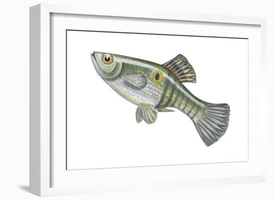 One-Spot Live-Bearer (Poecilia Vivipara), Fishes-Encyclopaedia Britannica-Framed Art Print