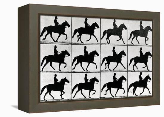 One Stride in Eleven Phases, 1881, Illustration from 'Animals in Motion' by Eadweard Muybridge,…-Eadweard Muybridge-Framed Premier Image Canvas