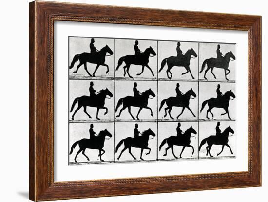 One Stride in Eleven Phases, 1881, Illustration from 'Animals in Motion' by Eadweard Muybridge,…-Eadweard Muybridge-Framed Giclee Print