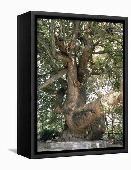 One Thousand Year Old Plane Tree, Trunk Has Circumference of 14 Metres, Isagarada, Pelion, Greece-R H Productions-Framed Premier Image Canvas