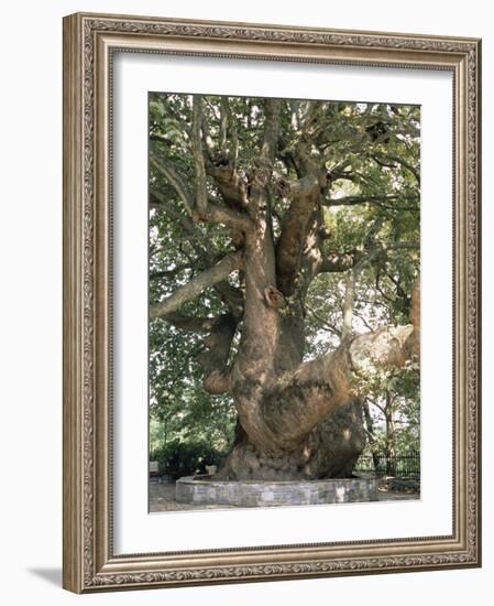 One Thousand Year Old Plane Tree, Trunk Has Circumference of 14 Metres, Isagarada, Pelion, Greece-R H Productions-Framed Photographic Print