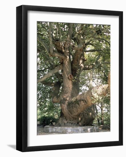 One Thousand Year Old Plane Tree, Trunk Has Circumference of 14 Metres, Isagarada, Pelion, Greece-R H Productions-Framed Photographic Print