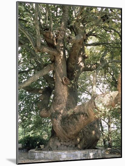 One Thousand Year Old Plane Tree, Trunk Has Circumference of 14 Metres, Isagarada, Pelion, Greece-R H Productions-Mounted Photographic Print