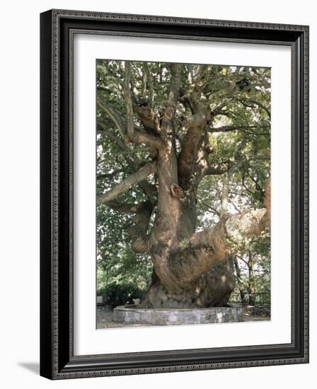 One Thousand Year Old Plane Tree, Trunk Has Circumference of 14 Metres, Isagarada, Pelion, Greece-R H Productions-Framed Photographic Print