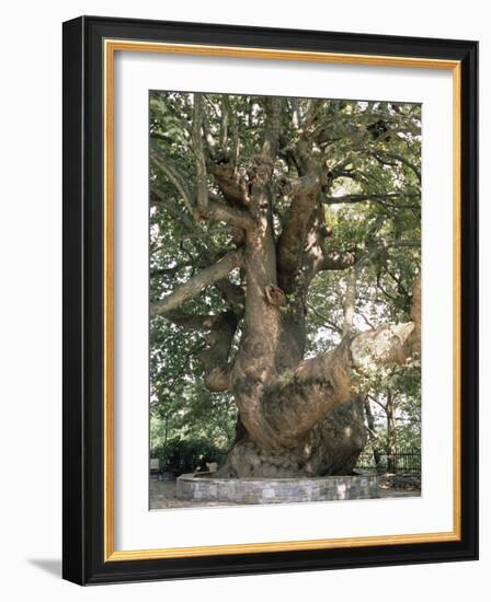 One Thousand Year Old Plane Tree, Trunk Has Circumference of 14 Metres, Isagarada, Pelion, Greece-R H Productions-Framed Photographic Print