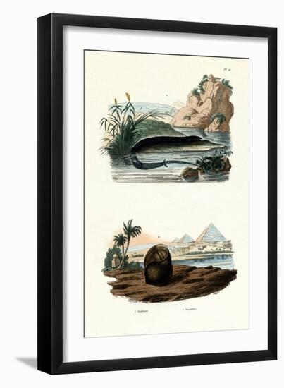 One-Toed Amphiuma, 1833-39-null-Framed Giclee Print