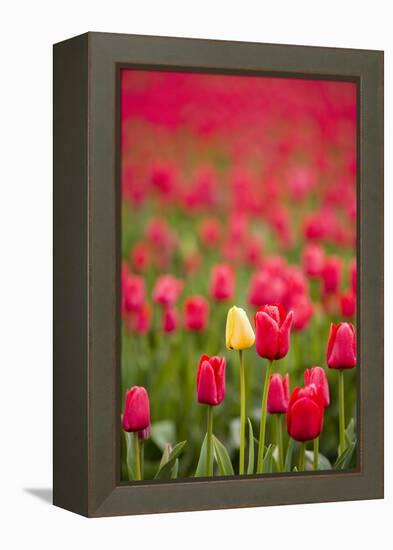 One Yellow Tulip in a Field of Red Tulips, Skagit Valley, Washington-Greg Probst-Framed Premier Image Canvas