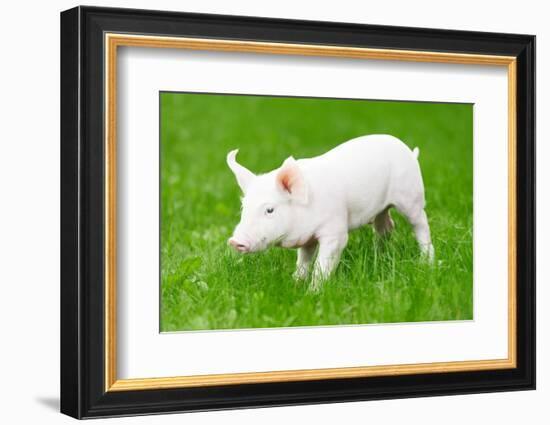 One Young Piglet on Green Grass at Pig Breeding Farm-kadmy-Framed Photographic Print