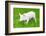 One Young Piglet on Green Grass at Pig Breeding Farm-kadmy-Framed Photographic Print
