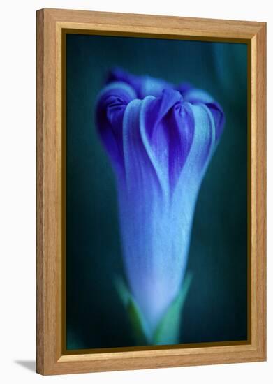 One-Philippe Sainte-Laudy-Framed Premier Image Canvas