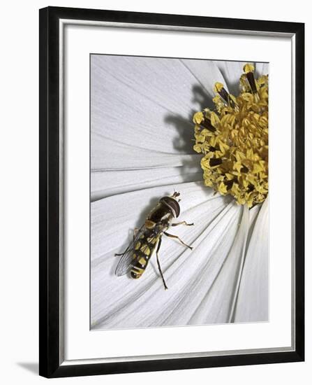 One-SD Smart-Framed Photographic Print