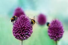 Bees on Allium Sphaerocephalon. Allium Drumstick, also known as Sphaerocephalon, Produces Two-Toned-Onelia Pena-Premier Image Canvas