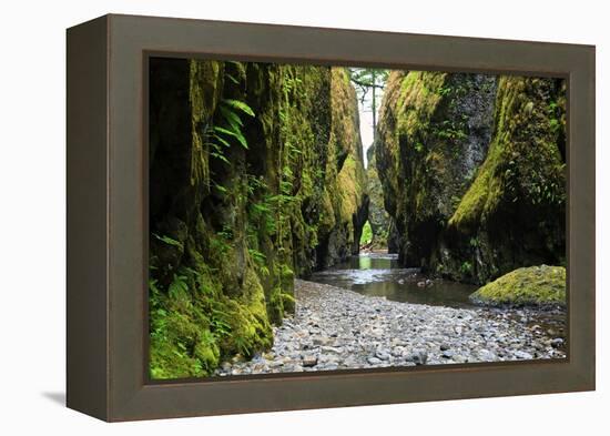 Oneonta Creek in Oneonta Gorge, Columbia River National Scenic Area, Oregon, United States-Craig Tuttle-Framed Premier Image Canvas