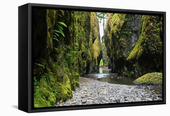 Oneonta Creek in Oneonta Gorge, Columbia River National Scenic Area, Oregon, United States-Craig Tuttle-Framed Premier Image Canvas