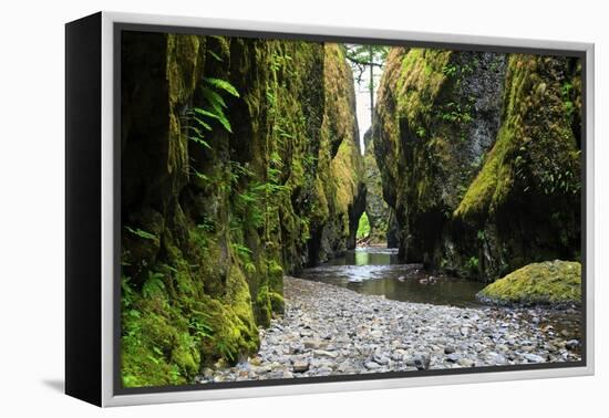 Oneonta Creek in Oneonta Gorge, Columbia River National Scenic Area, Oregon, United States-Craig Tuttle-Framed Premier Image Canvas