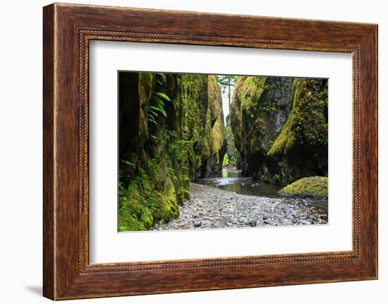 Oneonta Creek in Oneonta Gorge, Columbia River National Scenic Area, Oregon, United States-Craig Tuttle-Framed Photographic Print