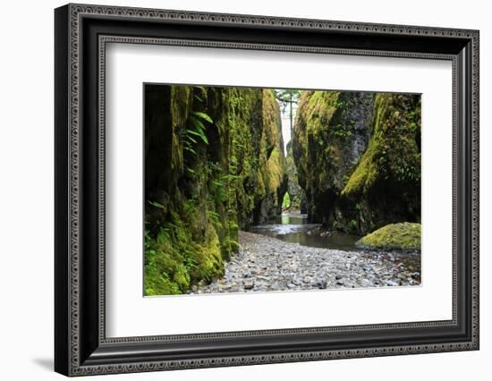 Oneonta Creek in Oneonta Gorge, Columbia River National Scenic Area, Oregon, United States-Craig Tuttle-Framed Photographic Print