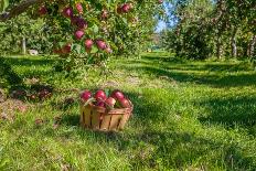 Apple Harvest-onepony-Photographic Print