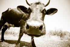 Funny Cow Stains-ongap-Photographic Print