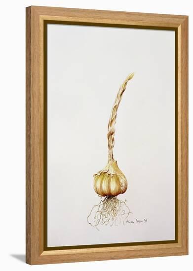 Onion, 1998-Alison Cooper-Framed Premier Image Canvas