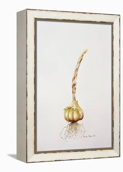 Onion, 1998-Alison Cooper-Framed Premier Image Canvas