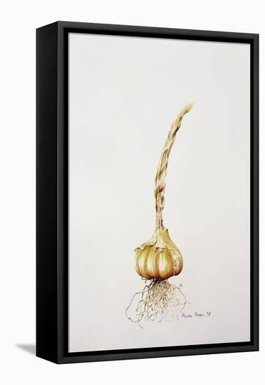 Onion, 1998-Alison Cooper-Framed Premier Image Canvas