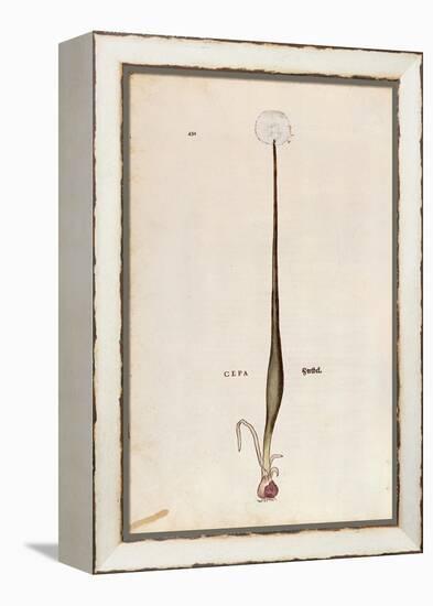 Onion (Allium Cepa) by Leonhart Fuchs from De Historia Stirpium Commentarii Insignes (Notable Comme-null-Framed Premier Image Canvas