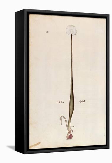 Onion (Allium Cepa) by Leonhart Fuchs from De Historia Stirpium Commentarii Insignes (Notable Comme-null-Framed Premier Image Canvas