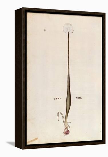 Onion (Allium Cepa) by Leonhart Fuchs from De Historia Stirpium Commentarii Insignes (Notable Comme-null-Framed Premier Image Canvas