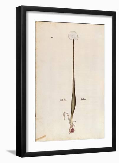 Onion (Allium Cepa) by Leonhart Fuchs from De Historia Stirpium Commentarii Insignes (Notable Comme-null-Framed Giclee Print