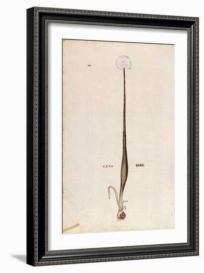 Onion (Allium Cepa) by Leonhart Fuchs from De Historia Stirpium Commentarii Insignes (Notable Comme-null-Framed Giclee Print